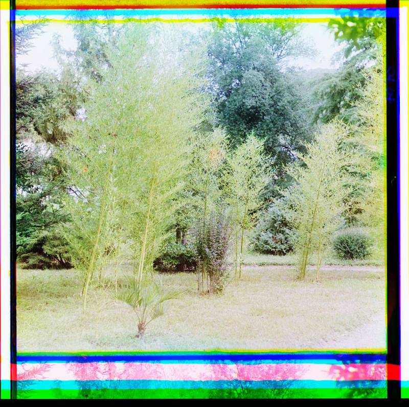 bambuk._v_botanicheskom_sadu_v_sukhumie.jpg