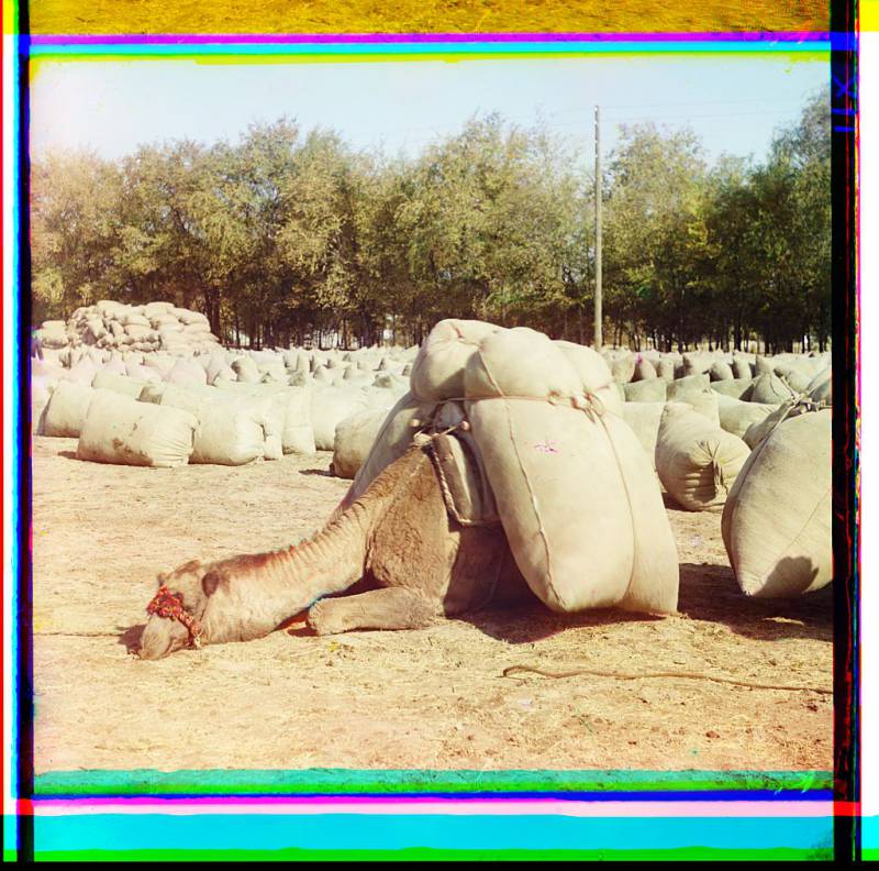 camel_loaded_with_sacks_lying_in_field_of_sacks.jpg