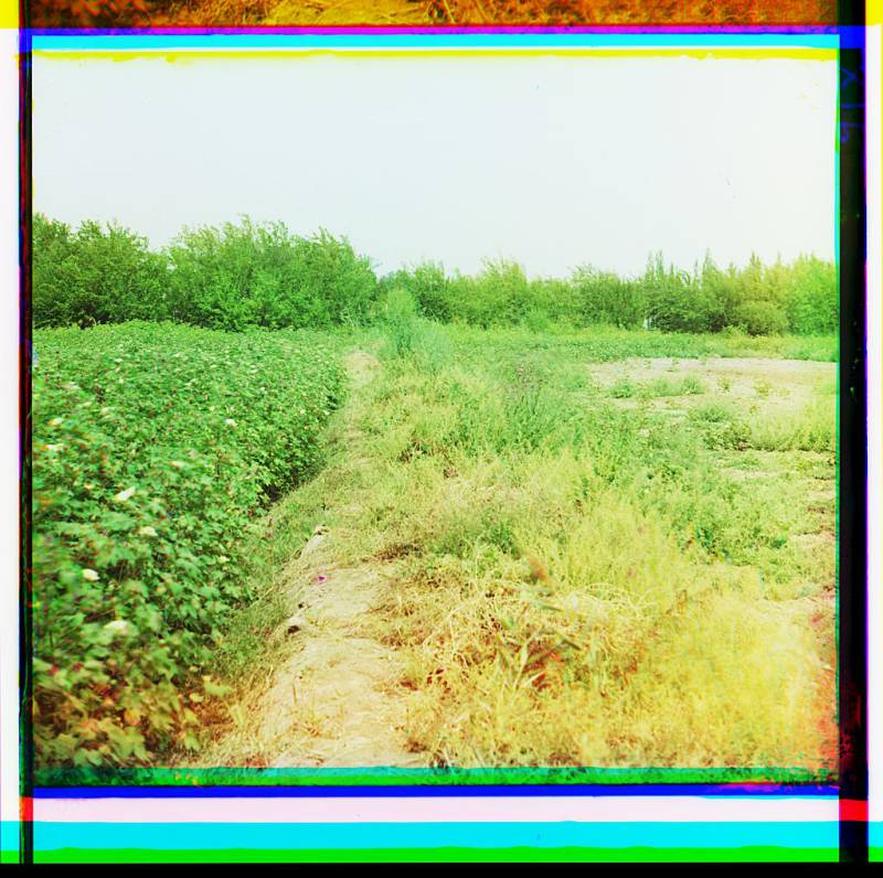 cotton_field_probably_golodonaia_steppe_or_mugan_steppe.jpg