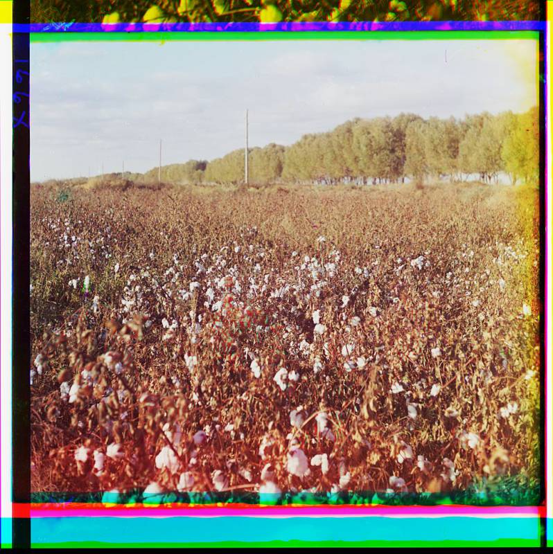 cotton_field_probably_in_golodnaia_steppe_or_mugan_steppe.jpg