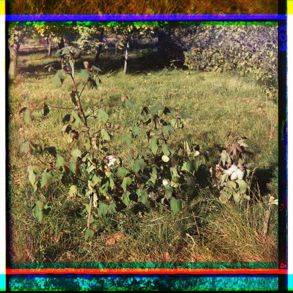cotton_plants_probably_in_golodnaia_steppe_or_mugan_steppe.jpg
