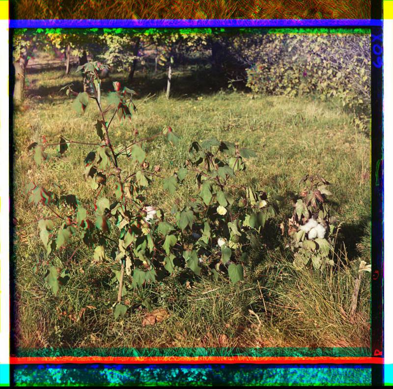 cotton_plants_probably_in_golodnaia_steppe_or_mugan_steppe.jpg