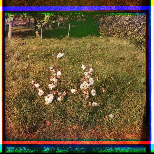 cotton_plants_probably_in_golodnaia_steppe_or_mugan_steppe_2.jpg