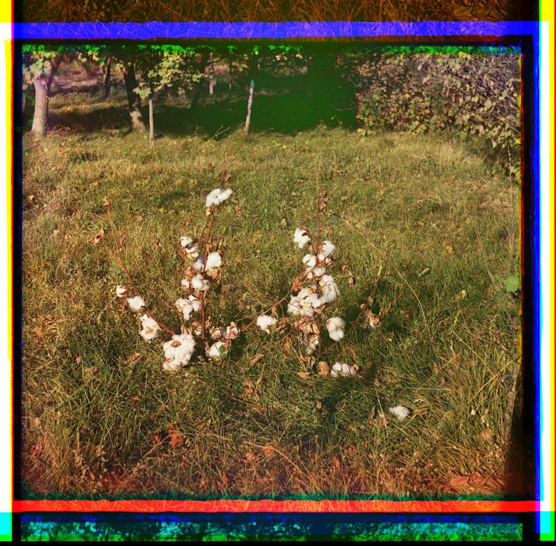 cotton_plants_probably_in_golodnaia_steppe_or_mugan_steppe_2.jpg