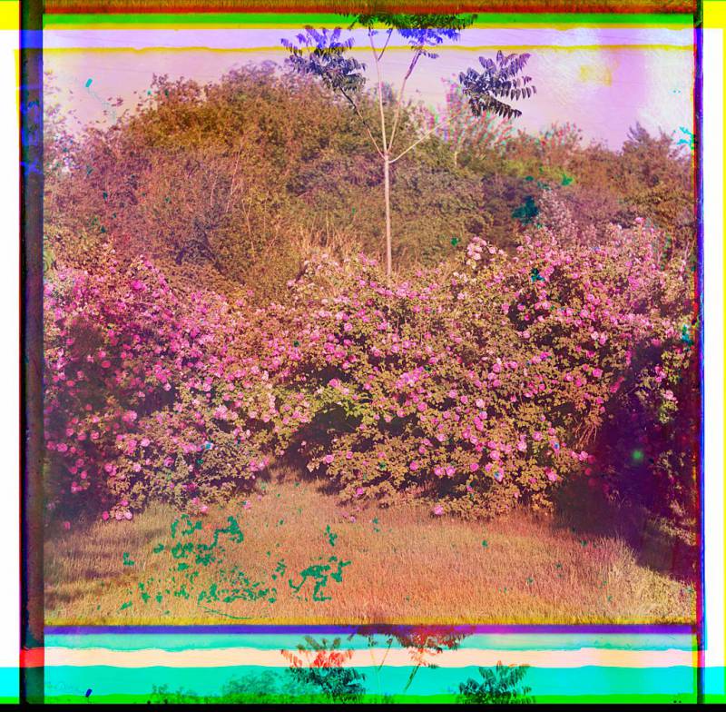 flowering_bushes.jpg