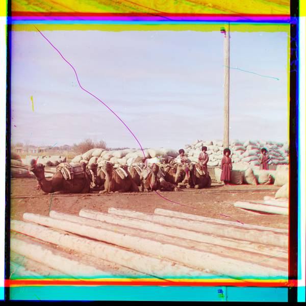 group_of_camels_and_four_men_posed_in_front_of_piles_of_sacks_logs_in_foreground.jpg
