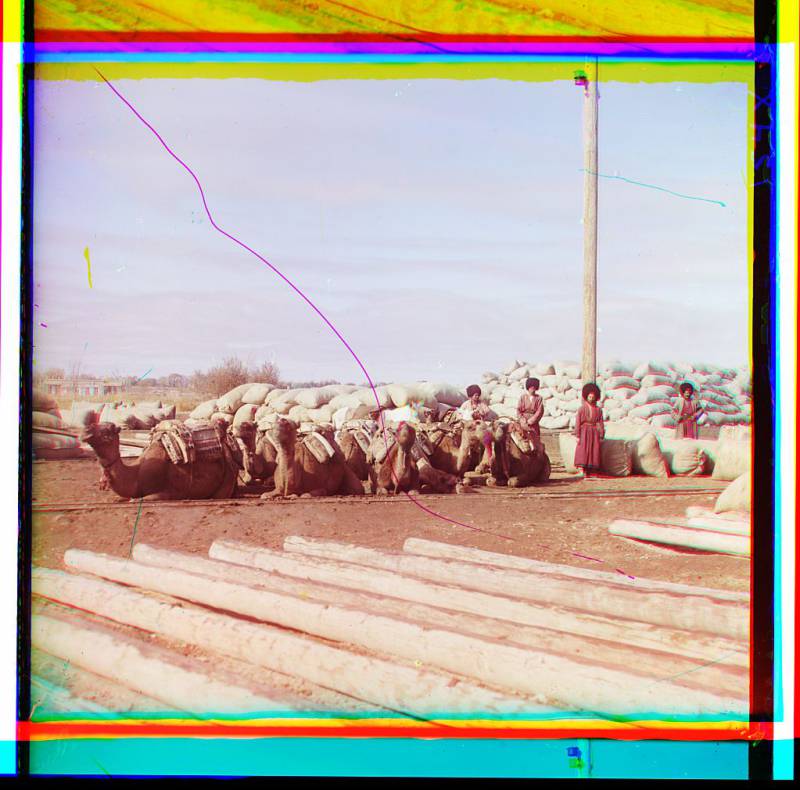 group_of_camels_and_four_men_posed_in_front_of_piles_of_sacks_logs_in_foreground.jpg