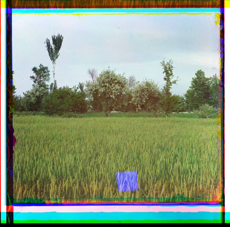 meadow_trees_in_background.jpg