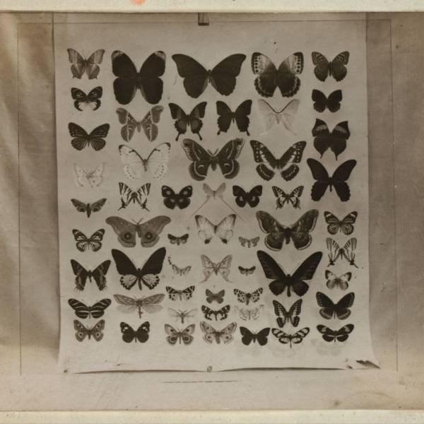 poster_showing_scientific_illustrations_of_butterfly_specimens_.jpg