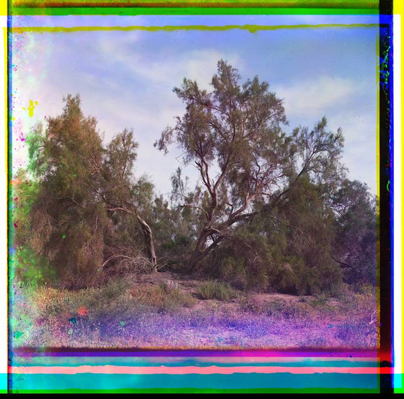 trees_2.jpg
