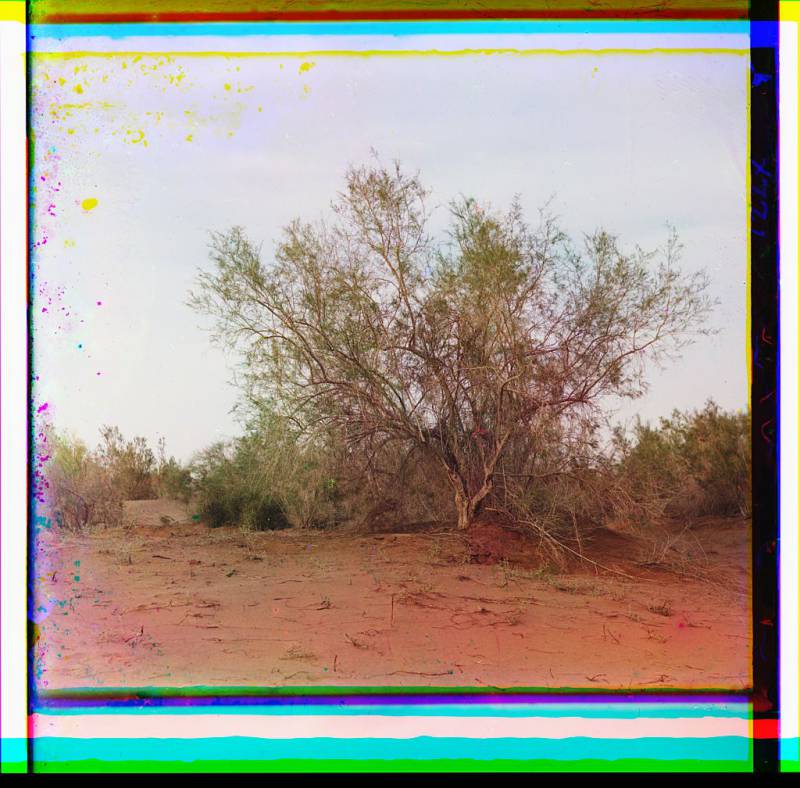 trees_3.jpg