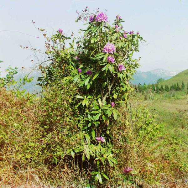 axalsheny._rozovyj_rododendron.jpg