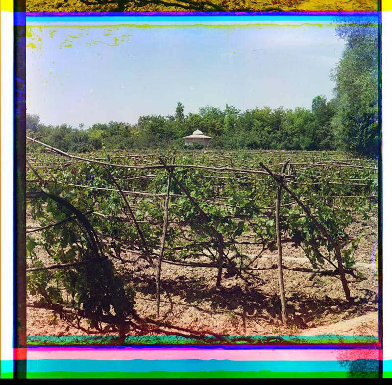 vineyards_and_gazebo.jpg