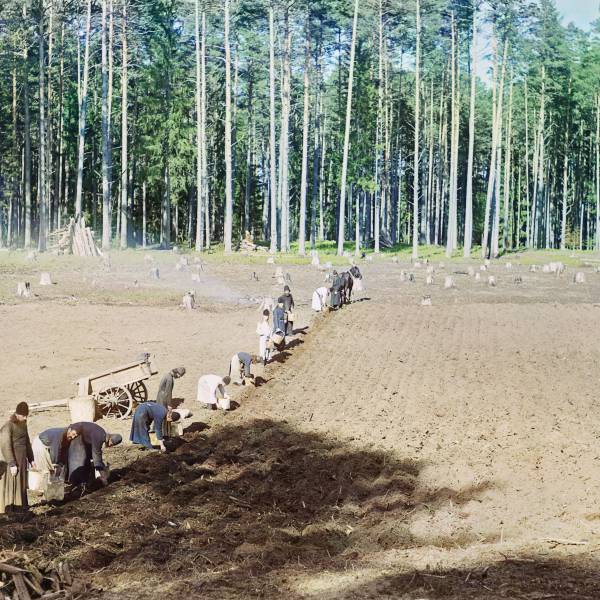 monaxi_za_rabotoj_posadka_kartofelja_v_gefsimanskom_skitu_nilovoj_pustyni_.jpg
