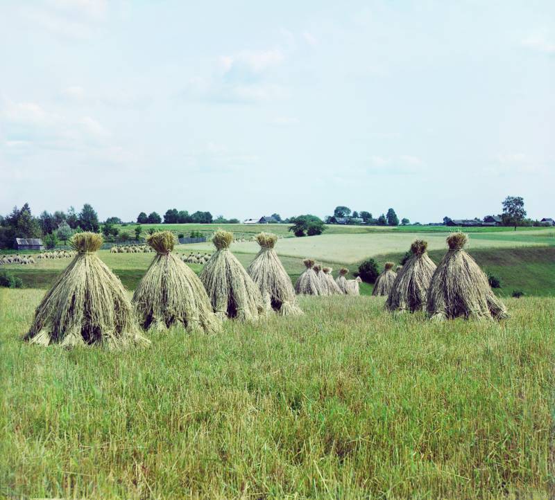 szhatoe_pole._vitebskaja_gubernija_.jpg