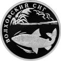 Волховский сиг Волховский сиг