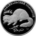 Забайкальский солонгой Забайкальский солонгой