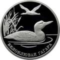 Белоклювая гагара Белоклювая гагара